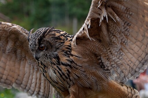 Eagle Owl Wings Spread