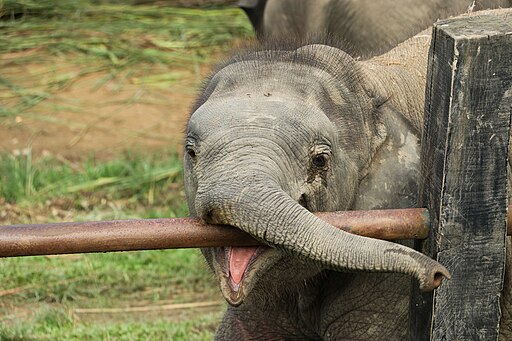 Elephant calf, Elephant Breeding Center