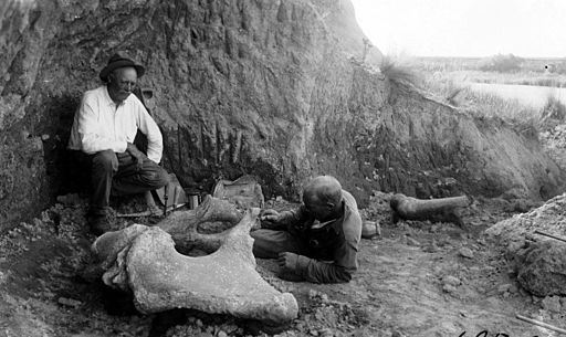Elmer Riggs and megatherium pelvis