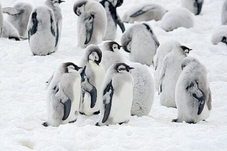 Why These Penguins Are Losing Their Icy Homes