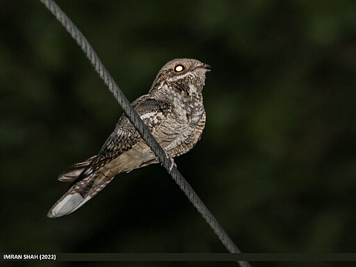Nightjar