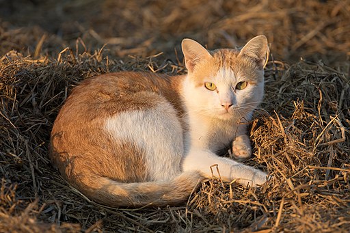 Felis silvestris catus lying on rice straw