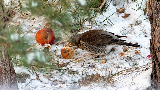 Fieldfare in the snow under a pine, eating apples.