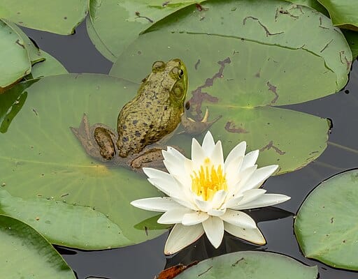Frog and waterlily