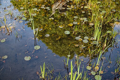 Lily Pond