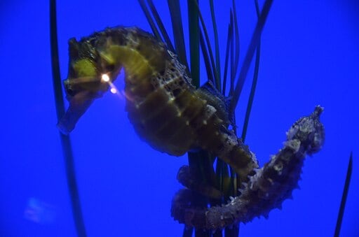 Male Seahorse
