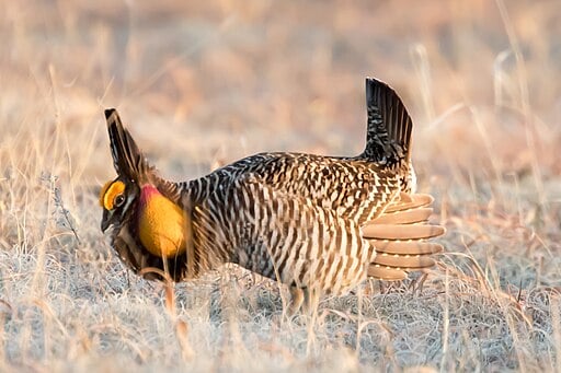 Greater Prairie Chicken