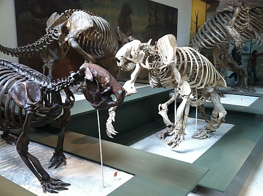 Ground Sloths