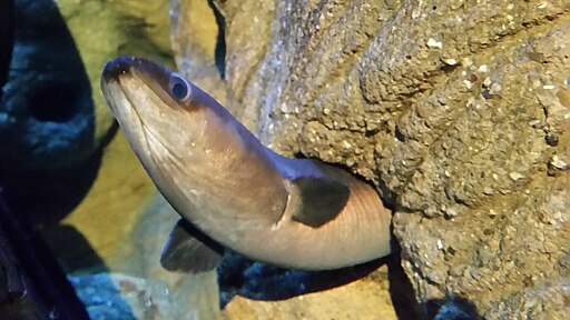 European eel