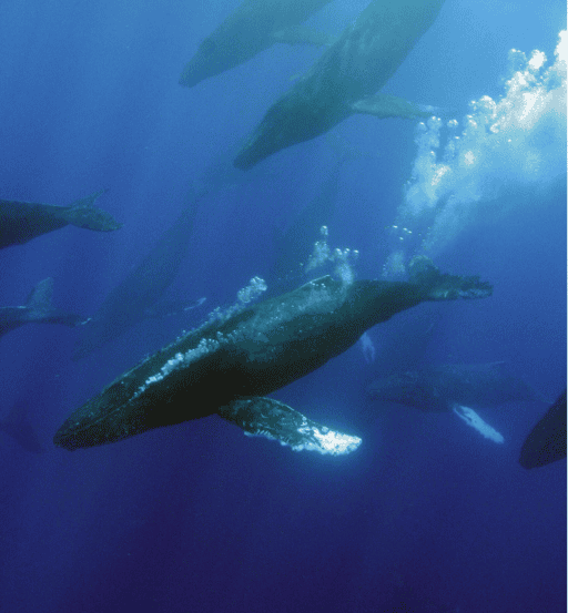 Humpback whale