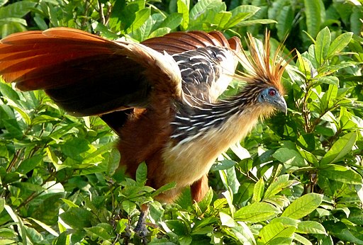 Hoatzin in Peru