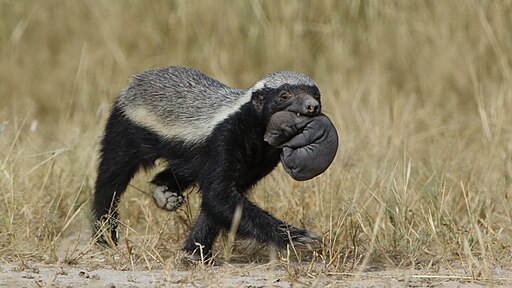 Honey Badger with pup
