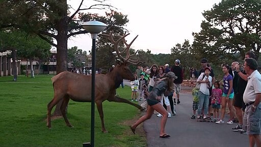 Human-wildlife conflict