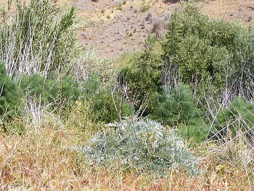 Invasive weeds in the adelaide hills