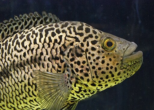 Jaguar cichlid