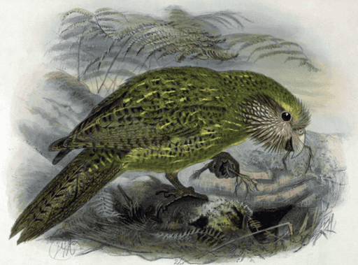 Kakapo
