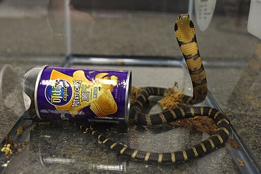 A king cobra, found inside a chip can
