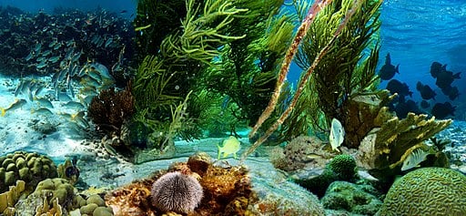 Underwater life of Klein Bonaire