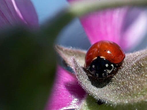 Ladybug