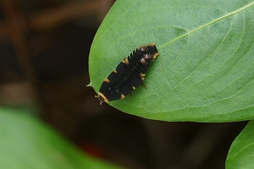 Firefly