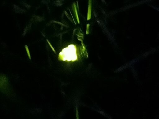 Female Firefly