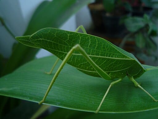 Leaf Insect