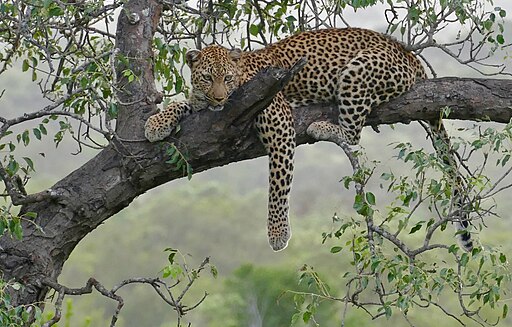 Leopard in a tree