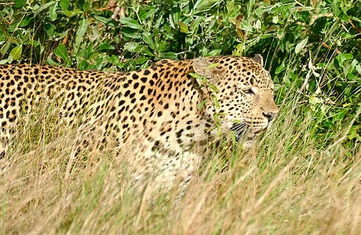 Leopard