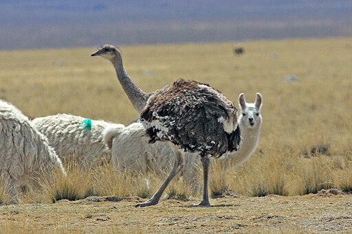Lesser Rhea