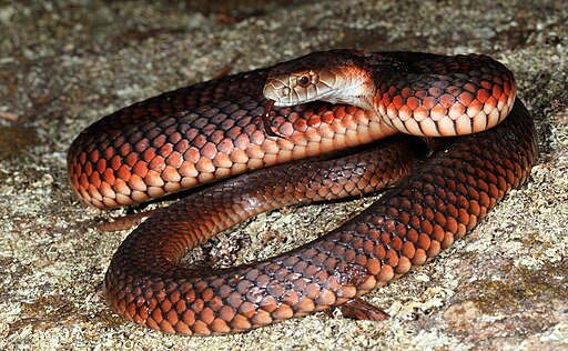 Lowland Copperhead