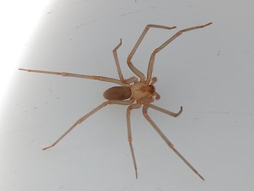 reclusa adult male spider