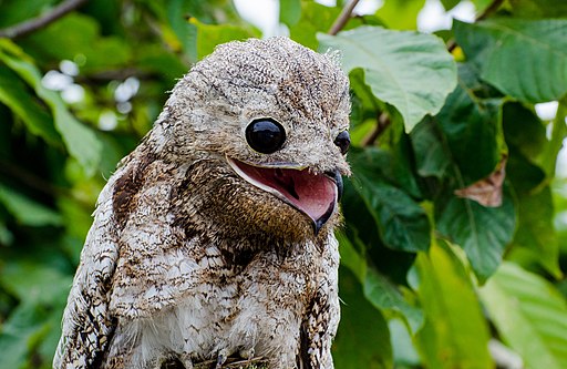 Potoo