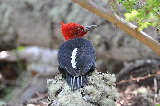 Magellanic Woodpecker Male