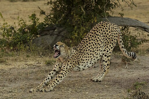 Yawning Cheetah