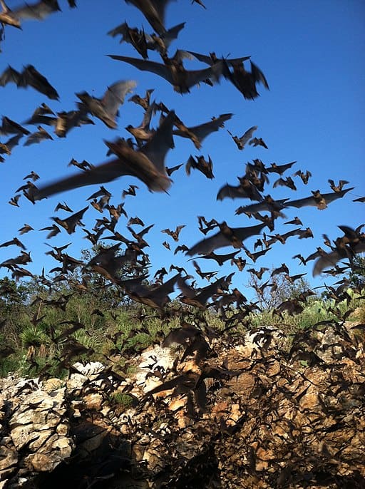Mexica Free-tailed Bat