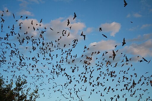 Bats Flying