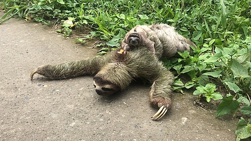 Mother and baby sloth crossing the road