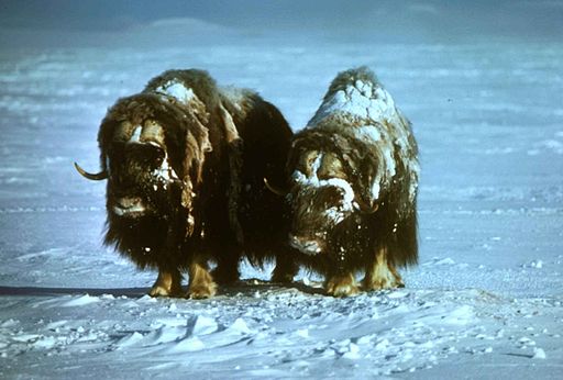 Musk oxen animals on snow