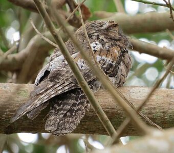 Why Do Some Birds Mimic Trees?