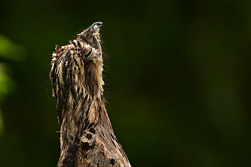 Common Potoo