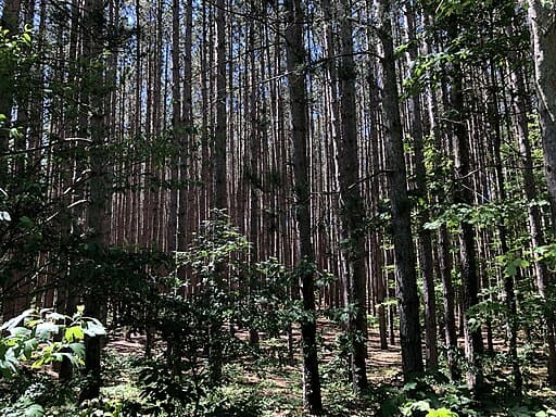 Oak Openings non native trees
