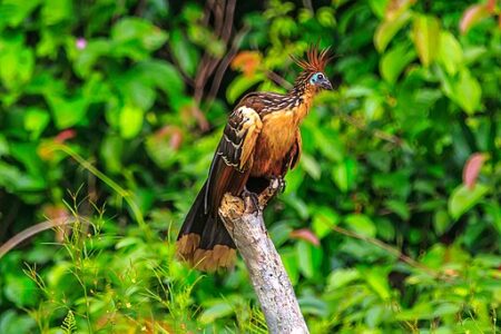 The Role of Birds in Keeping Your Garden Healthy