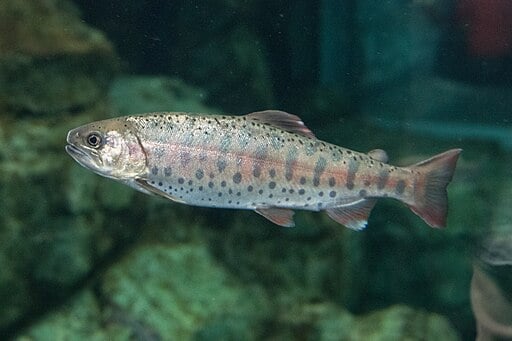 Oncorhynchus masou