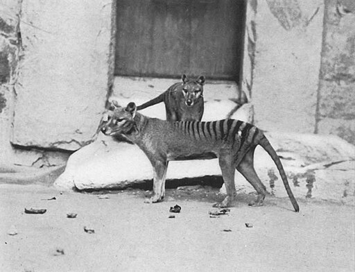 Pair of Thylacinus cynocephalus in Washington Zoo