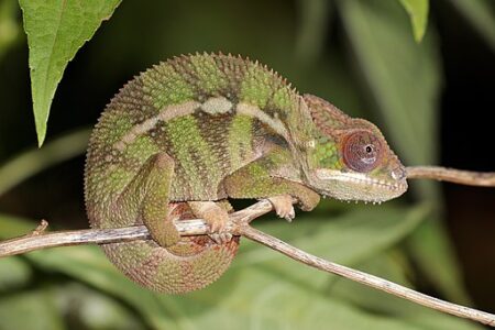 Why Do Chameleons Change Color?