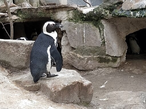 Penguin