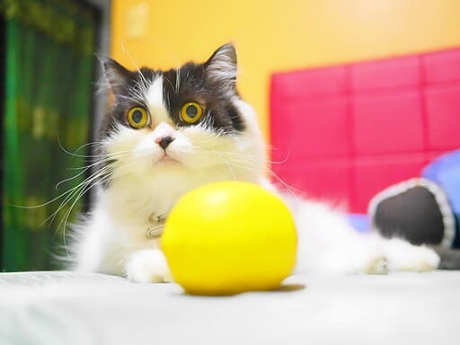 Persian cat and lemon