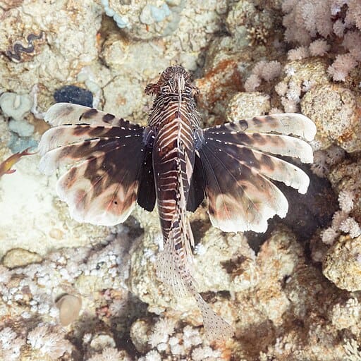 Lionfish