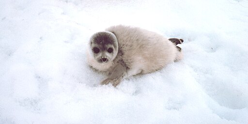 Phoca largha seal pup