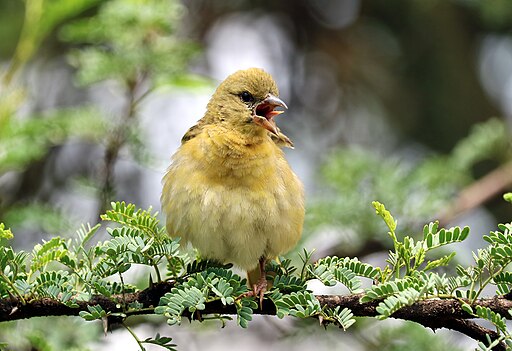 Female Southern Masked Weaver